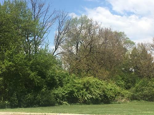 Lot 12 N Maple, Downers Grove, IL 60515