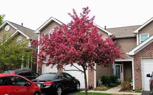 1373 Grayshire, Elgin, IL 60120