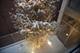 1831 N Marshfield, Chicago, IL 60622