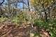 Lot 0 Sylvan, Elburn, IL 60119