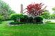 4214 N Salem, Arlington Heights, IL 60004