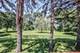 1214 Forest, Elgin, IL 60123