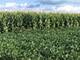 207 Acres Off Bauman, Woodstock, IL 60098