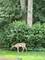 149 Tomlin, Burr Ridge, IL 60527