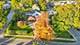 800 Wing, Elgin, IL 60123