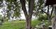 241 Yellow Pine, Bolingbrook, IL 60440