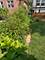 4850 N Kostner, Chicago, IL 60630