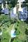 564 S Summit, Barrington, IL 60010