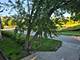 416 S Summit, Barrington, IL 60010