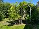 2528 Mitchell, Woodridge, IL 60517