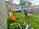 3554 W Mclean, Chicago, IL 60647