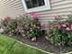 13423 Summergrove, Plainfield, IL 60585