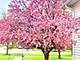 173 Pomeroy, Crystal Lake, IL 60014