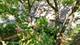 449 Roslyn, East Dundee, IL 60118