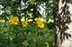 26288 N Farwell, Mettawa, IL 60045