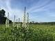 26288 N Farwell, Mettawa, IL 60045