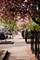 3056 N Paulina, Chicago, IL 60657