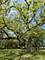 737 Becker, Glenview, IL 60025