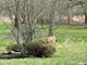 737 Becker, Glenview, IL 60025