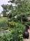 4218 Florence, Downers Grove, IL 60515