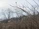 16W415 99th, Burr Ridge, IL 60527