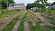 3516 W Chicago, Chicago, IL 60651