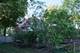 283 N Larch, Elmhurst, IL 60126