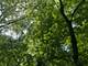 Lot 0 Pine, Mchenry, IL 60051