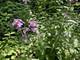 Lot 0 Pine, Mchenry, IL 60051