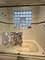 4103 N Kenmore Unit 1N, Chicago, IL 60613