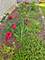 50 Asbury, Cary, IL 60013