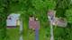 1011 Shady, Lombard, IL 60148