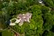 1091 Johnson, Naperville, IL 60540