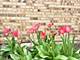 504 Country Unit 504, Des Plaines, IL 60016