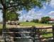 825 Pearson Unit 3A, Des Plaines, IL 60016