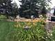 8025 Shoshone, Tinley Park, IL 60477