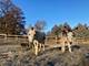 6102 E Hillside, Crystal Lake, IL 60012