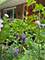 2417 Lyons, Evanston, IL 60201