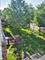 2027 N Sawyer, Chicago, IL 60647