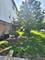 2027 N Sawyer, Chicago, IL 60647