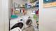 82 Southwicke Unit D, Streamwood, IL 60107