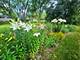 28W650 High Lake, West Chicago, IL 60185