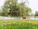 14314 Towne, Green Oaks, IL 60048