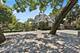 1319 Forest, Evanston, IL 60201