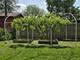 806 Lawler, Wilmette, IL 60091