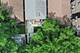 7711 S Honore, Chicago, IL 60620