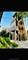 4935 Louise, Skokie, IL 60077