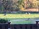 2033 Westbury, Woodridge, IL 60517