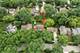 805 Redwood, Bartlett, IL 60103