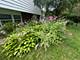 3023 N Windsor, Arlington Heights, IL 60004